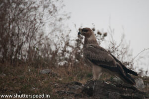 Tawny Eagle