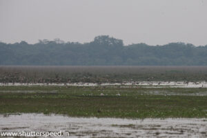 Birding at Pobitora