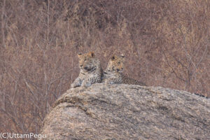 Leopards Near Jawai