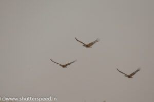 Record of Great Indian Bustard
