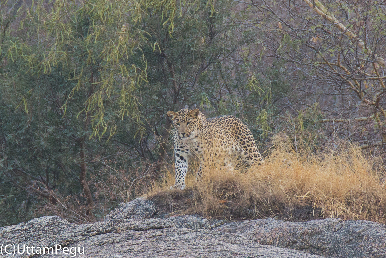 leopard safari in udaipur