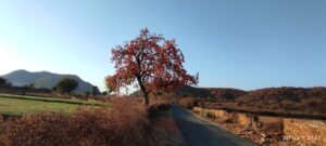 Beautiful View On way to Jaismand Lake Backwater