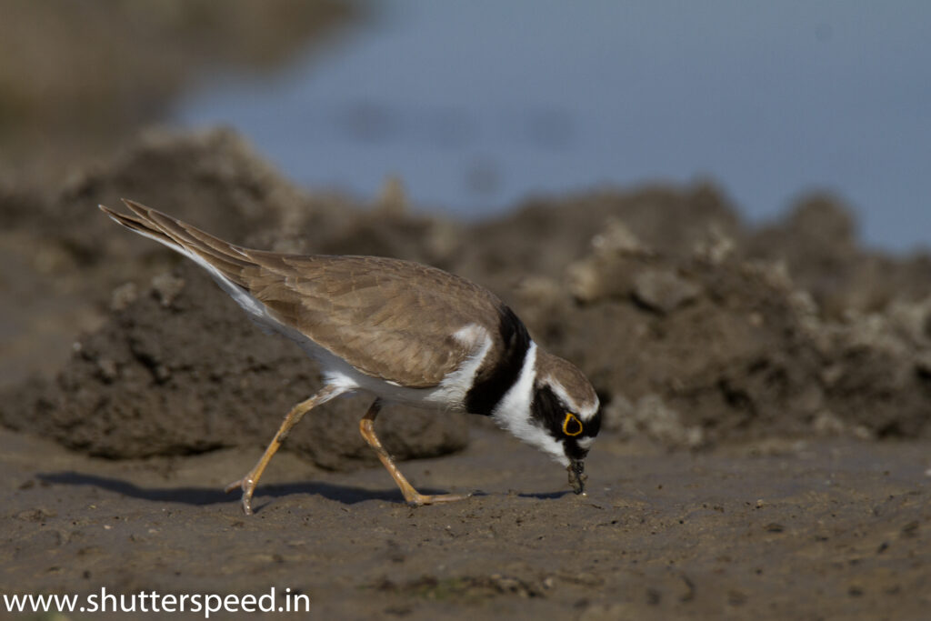 Little Riged Plover