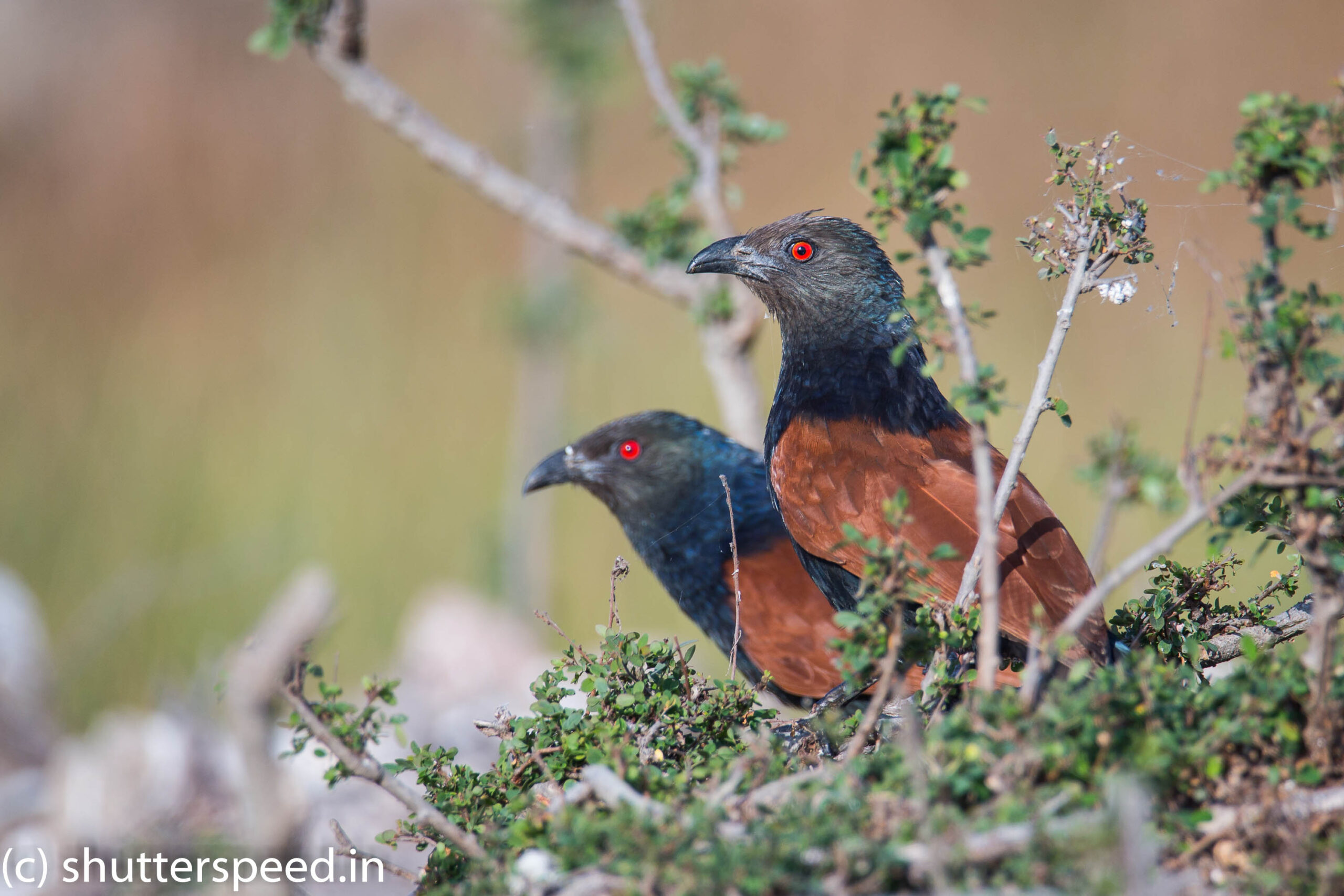 Greater Coucal Pair